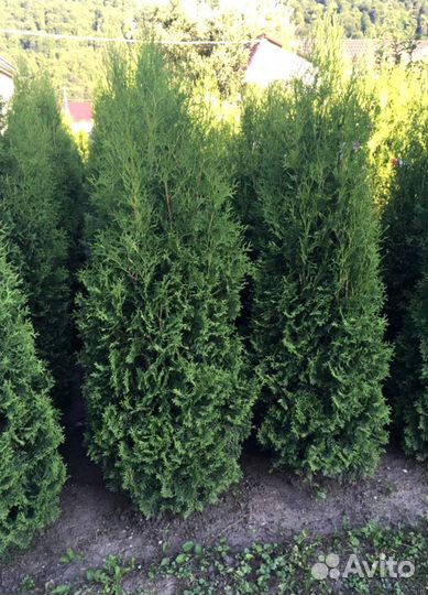 Туя Брабант