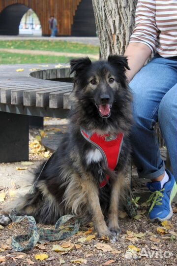 Красавчик Шмель