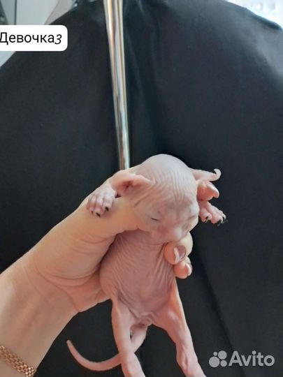 Канадский сфинкс эльф котенок