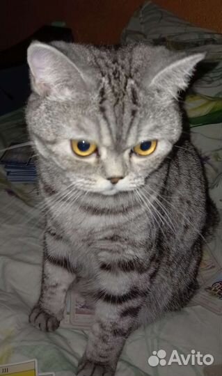 Британская