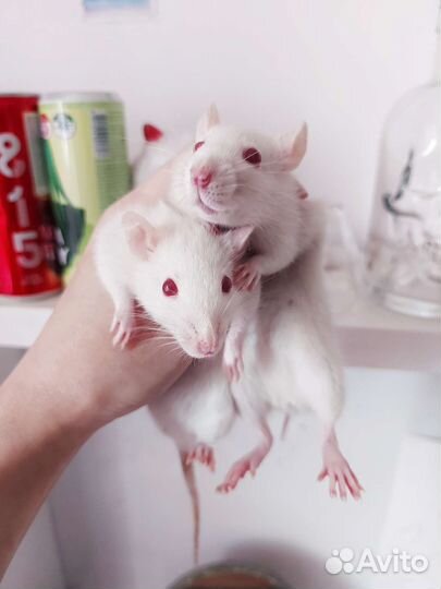 Крысы малыши и подростки