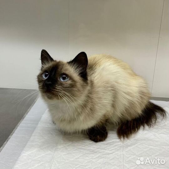 Кошечка Роза ищет дом