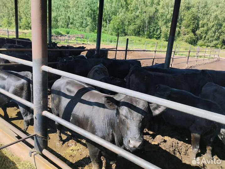 Нетели Абердин-Ангус стельные крыты