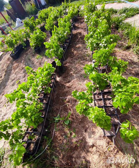 Саженцы винограда