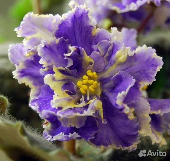 Сортовые фиалки