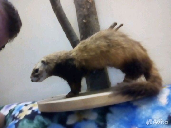 Чучело хорька