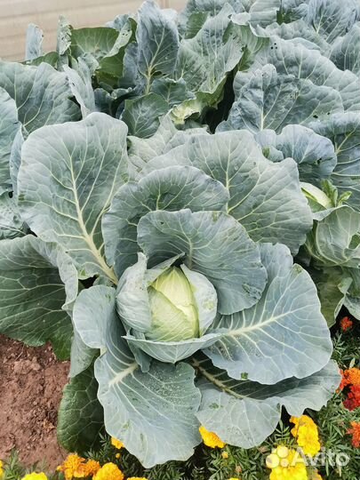 Капуста белокочанная