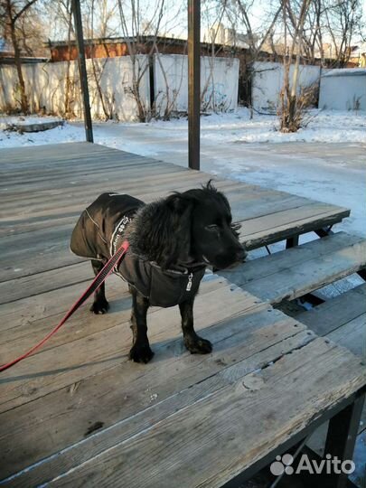 Одежда для средних собак