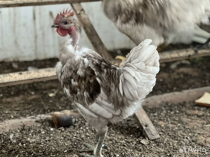 Молодые петухи