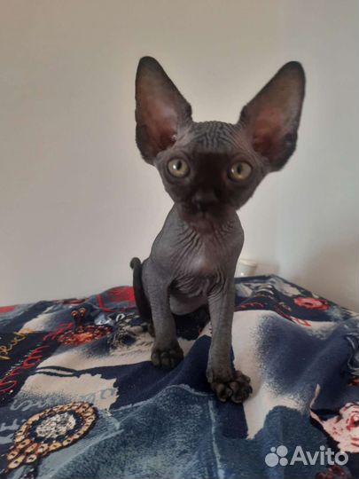 Котята Канадского сфинкса