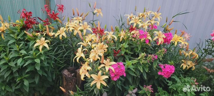 Многолетние растения для сада и комнатные растения