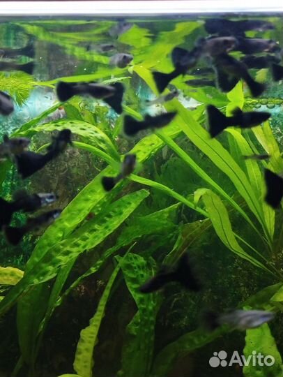 Гуппи монахи чистая линия