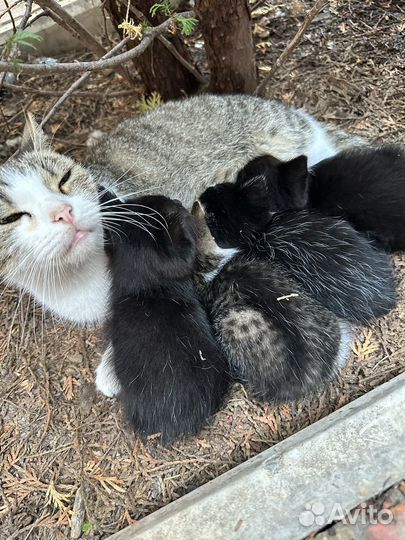 Отдам красивых котят
