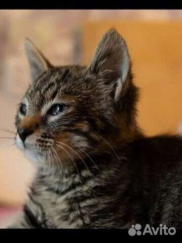 Котенок в добрые руки