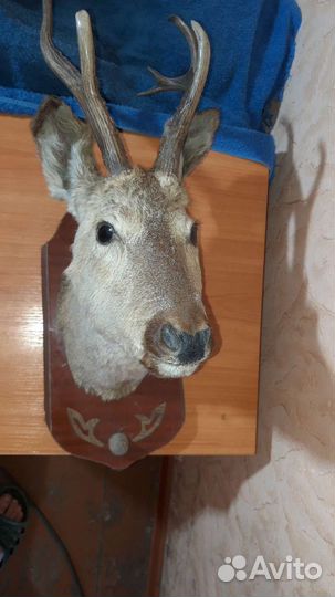 Чучело косули