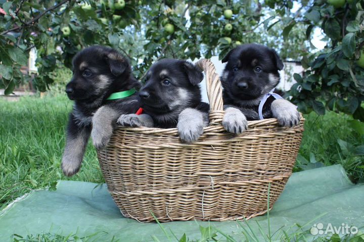 Шикарные девочки вео