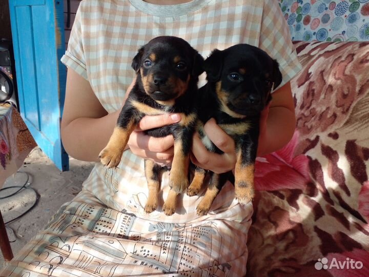 Той-терьер щенки