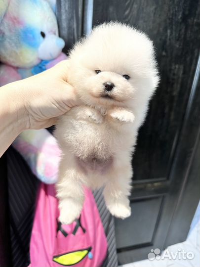 7 мальчиков и 1 девочка шпиц мини микро