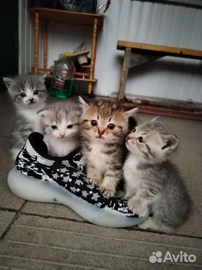 Кошки в добрые руки бесплатно