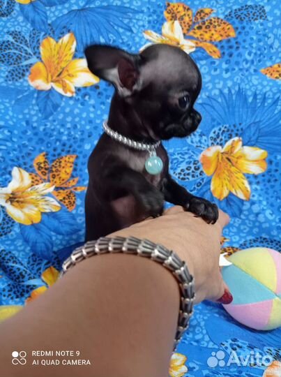 Девочки куколки