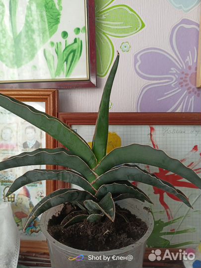 Продаю набор сансивьерии из 4-х видов