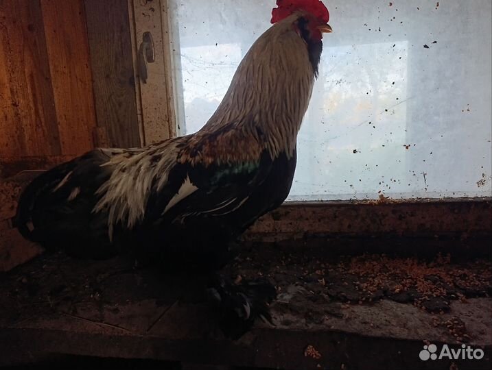 Цыплята, индоутки, гуси