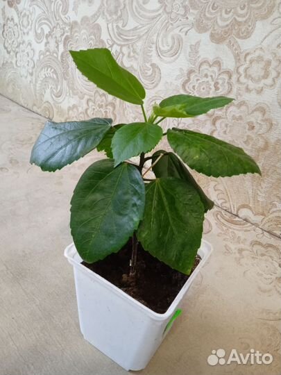 Сортовые гибискусы