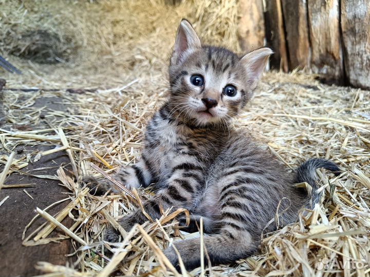 Котики бесплатно в добрые руки