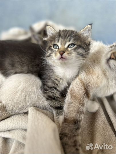 Отдам котят