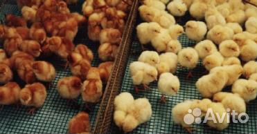 Цыплята Несушки Хайсекс-Браун