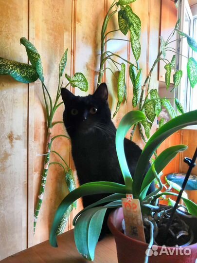 Черная кошка в добрые руки