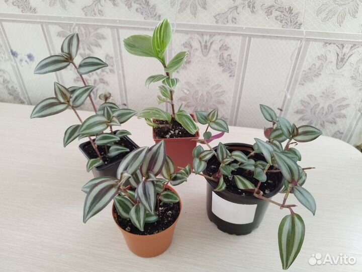 Традесканция