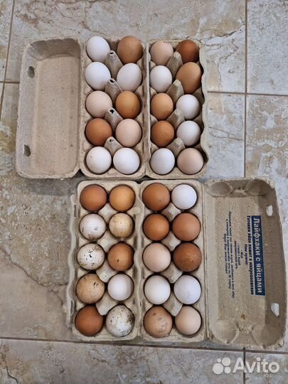 Домашние куриные яйца