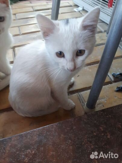 Отдам бесплатно 3 кошечек