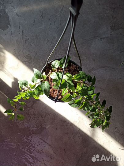 Плющ хедера лингуэста