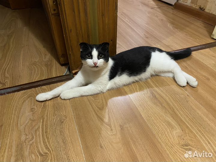 Кошечка в добрые руки