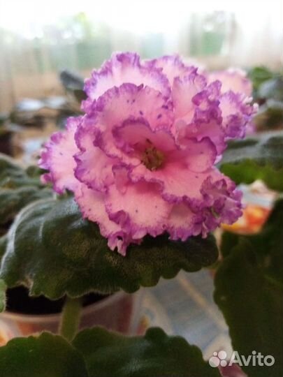 Сортовые фиалки