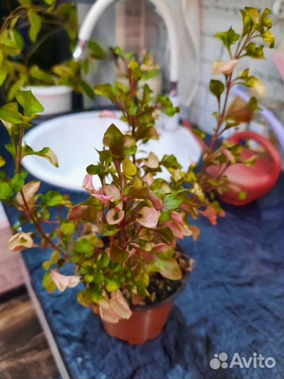 Бегония Макулата, альтернатера