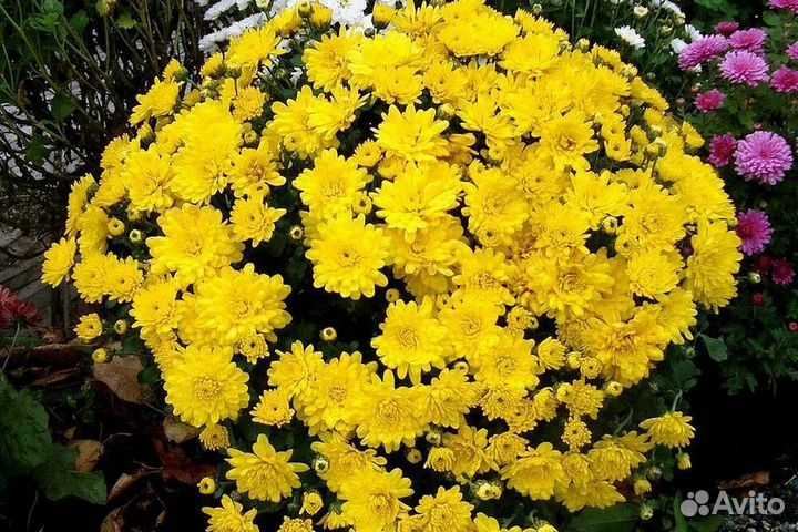 Астра новобельгийская сорта Eree, хризантема