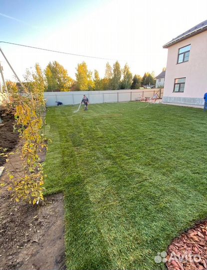 Рулонный газон