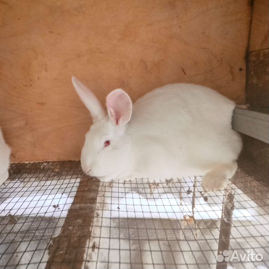 Кролики мясных пород французкий николь