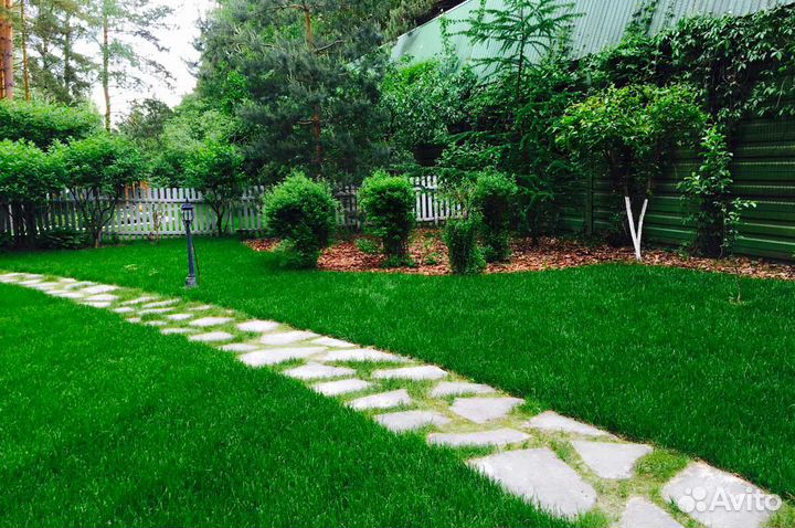 Семена газонной травы