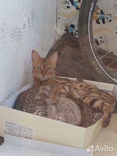 Бенгальские котята