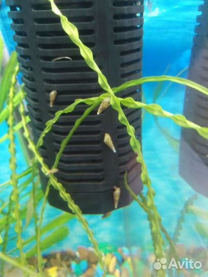 Аквариумные растения. Улитка мелания. бесплатно