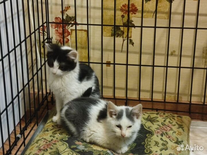 Котенок - мальчик ищет дом