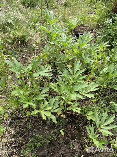 Рудбекия золотой шар