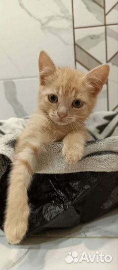 Кошки в добрые руки бесплатно