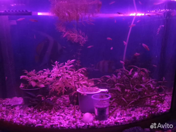 Кардинал рыбка