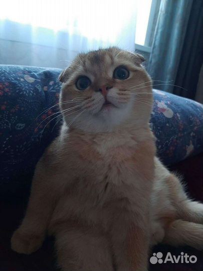 Шотландский вислоухий кот вязка