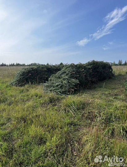 Сосна новогодняя живая оптом